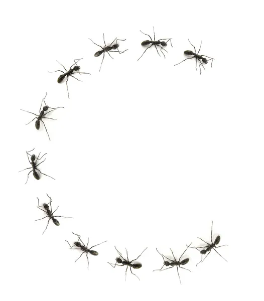 Işçi karıncalar alfabesi harfleri hedefe yürüyen bir çizgi. — Stok fotoğraf