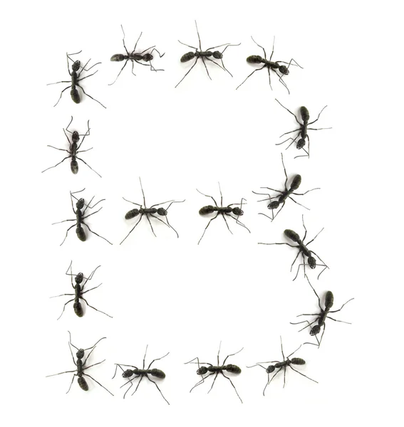 A line of worker ants marching to alphabet letters destination. — Stock Photo, Image