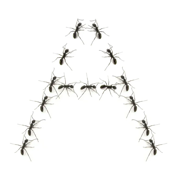 Линия рабочих муравьев марширующих к алфавиту букв назначения . — стоковое фото