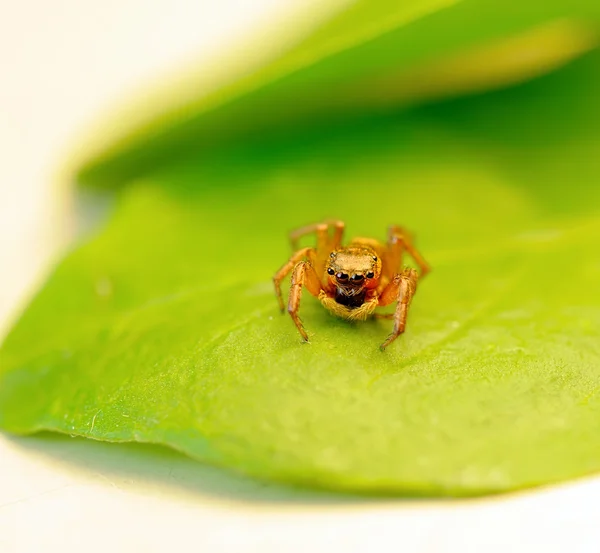 stock image Macro of jumping spider