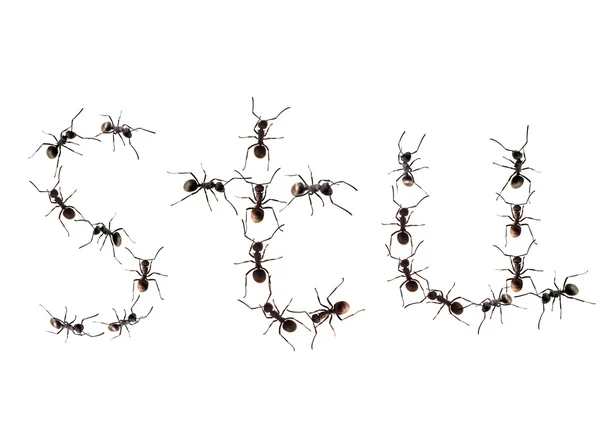 Işçi karıncalar alfabesi harfleri hedefe yürüyen bir çizgi. — Stok fotoğraf