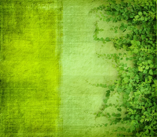 Зеленый плющ на старой гранж антикварной бумажной текстуре — стоковое фото