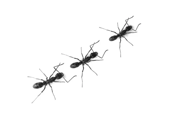 라인에 개미 — 스톡 사진