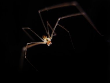 siyah ışık siyah zemin üzerine örümcek