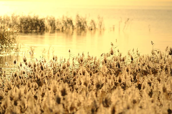 Palhetas no pântano contra a luz solar. — Fotografia de Stock