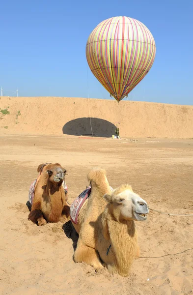 Balloon with camel in desert — Stock Photo, Image
