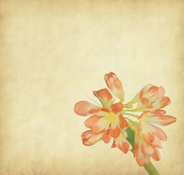 Chrysanthème avec ensemble de fond peint abstrait — Photo