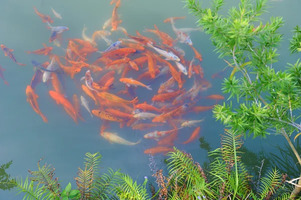 Červené a zlaté ryby赤と金の魚 — ストック写真