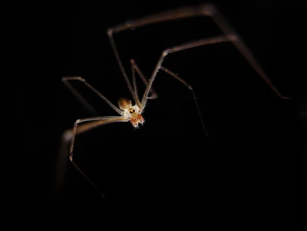 Edderkop på sort baggrund med sort belysning - Stock-foto