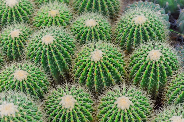 stock image View of a cactus