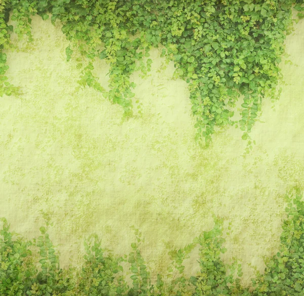 陈腐古纸质感上的绿色常春藤 — 图库照片