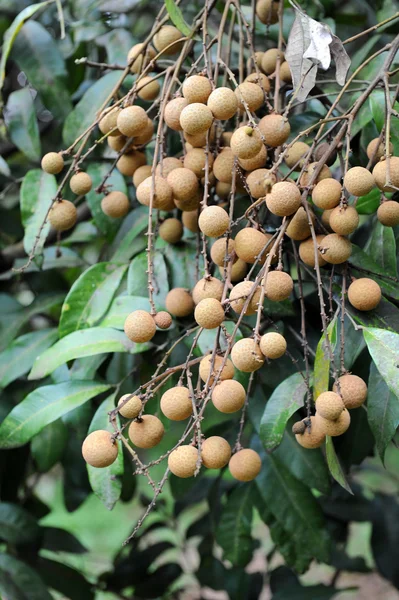 stock image Longan on the green tree