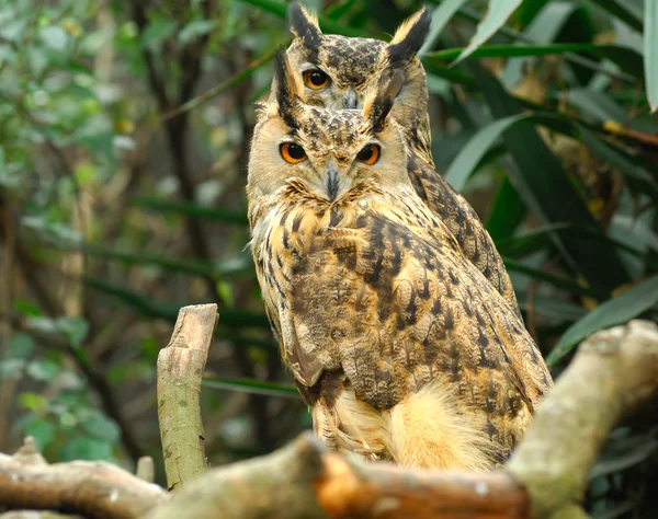 Two Burrowing Owls — Stock Photo, Image