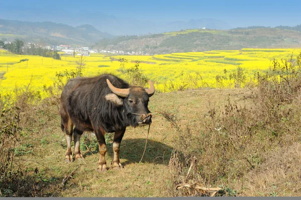 Buffalo asia,rapeseed field in the springtime — Stock Photo, Image