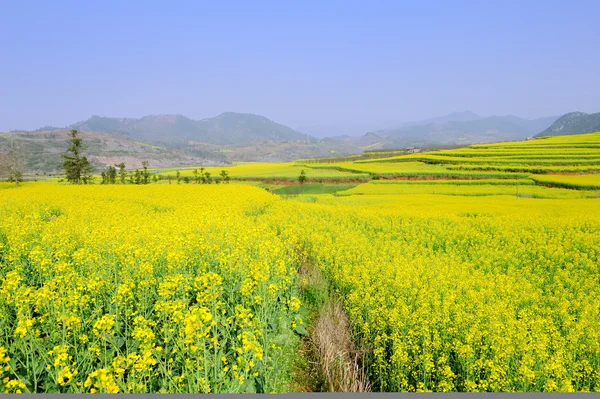 Koolzaad veld in de lente — Stockfoto