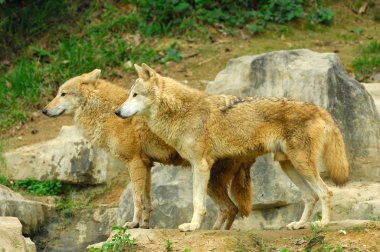 Two Wolves in the Wild clipart