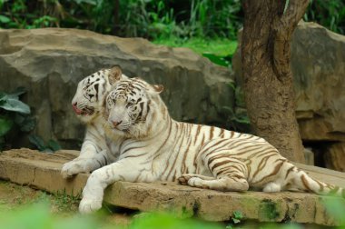 White tiger clipart