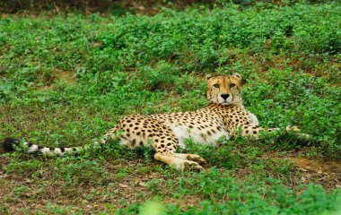 leoparı dinlenme