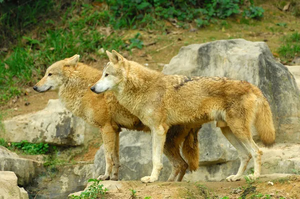 stock image Two Wolves in the Wild