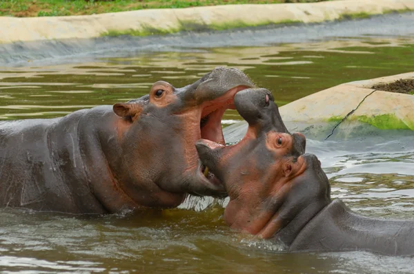 Hipopótamos sparring — Fotografia de Stock