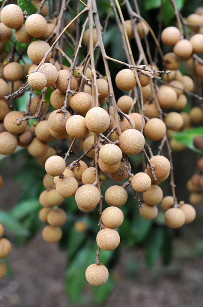 stock image Longan on the green tree