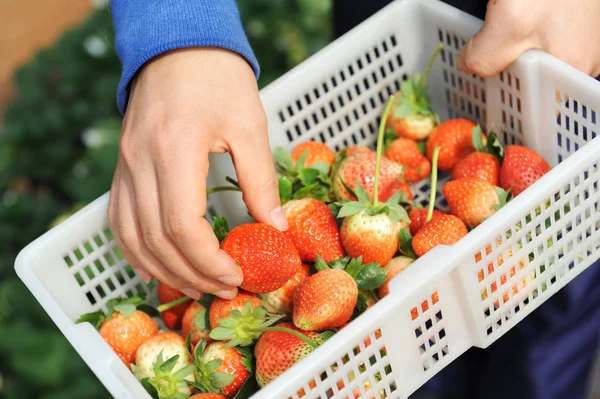 Strawberry lie in female hands — Stock Photo, Image