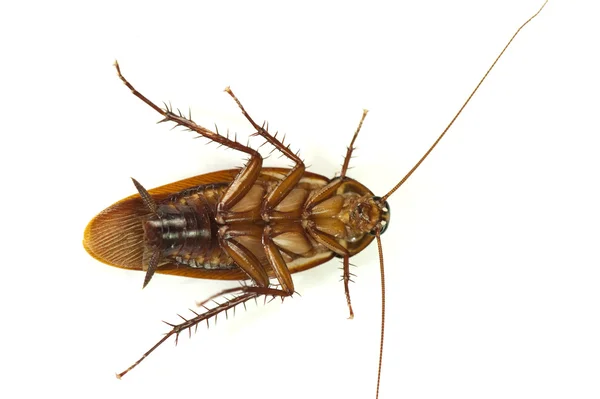 stock image Death cockroach on white background.