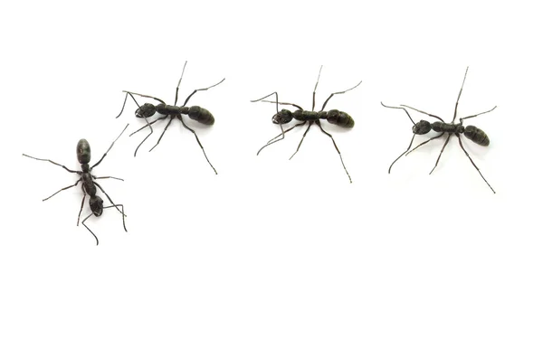 The Ant — Stock Photo, Image