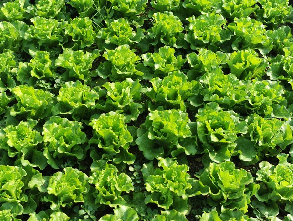 Salát pěstovaný v půdě — Stock fotografie