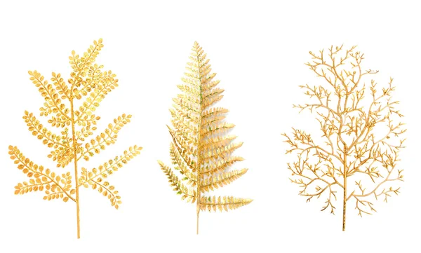 Gold branch of a fern — Stock Photo, Image