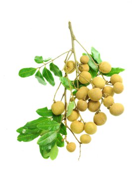 Longan yeşil ağaçta