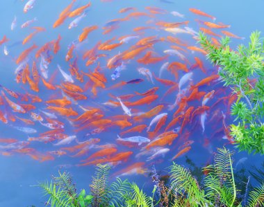 Koi carps swimming in the Pond clipart