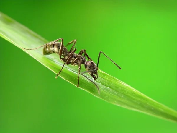 Μυρμήγκια σε ένα πράσινο γρασίδι — Φωτογραφία Αρχείου