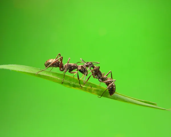 Formiche su un'erba verde — Foto Stock