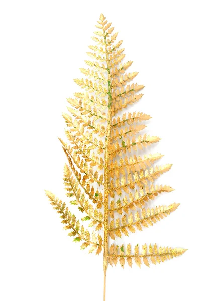 Золотая ветвь папоротника — стоковое фото