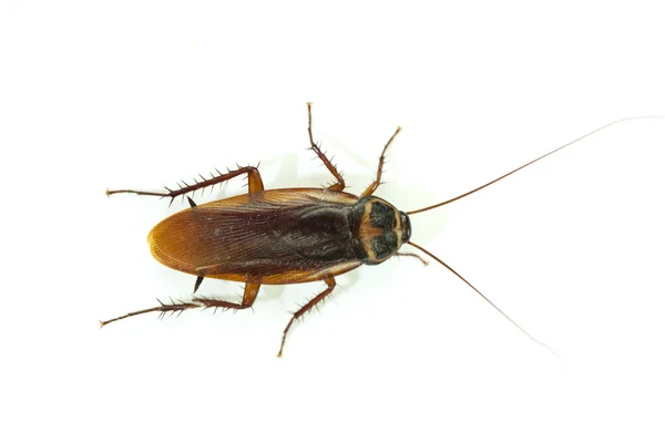 Kakkerlak op witte achtergrond. — Stockfoto