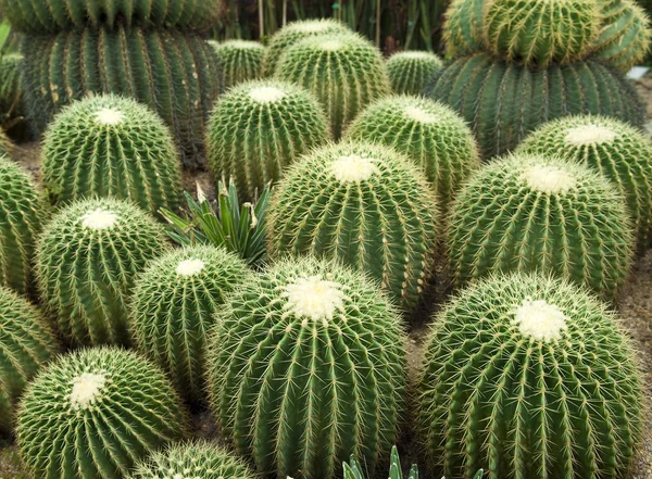 View of a cactus — Stock Photo, Image