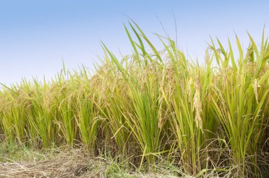 Shot of rice field and drops clipart