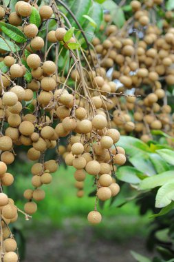 Longan