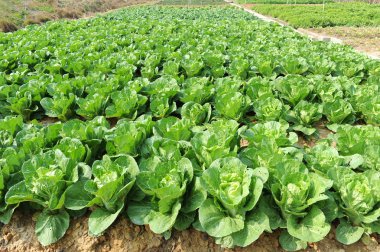 Lettuce growing in the soil clipart