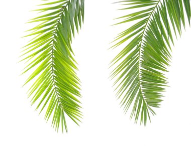 Green palm leaf clipart