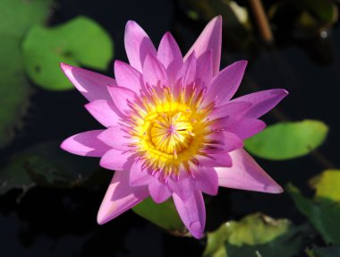 Lotus çiçeği.