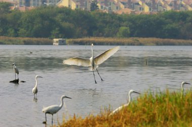 sorguçlar suda oynamak