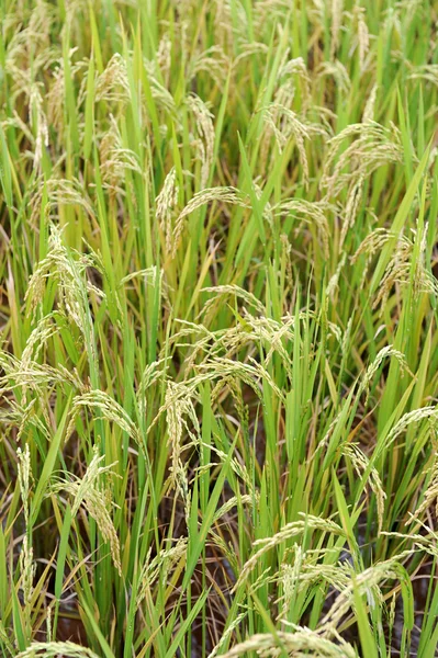 Tiro de campo de arroz e gotas — Fotografia de Stock