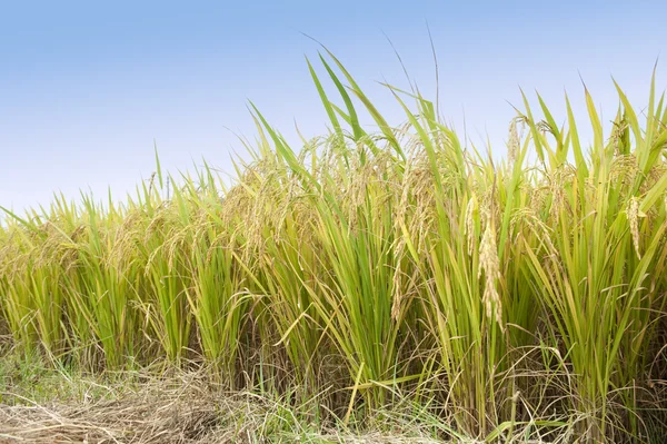 stock image Shot of rice field and drops