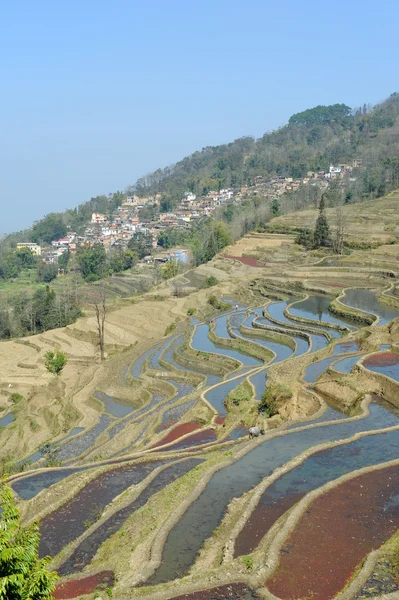 水稻在中国云南的元阳梯田 — 图库照片