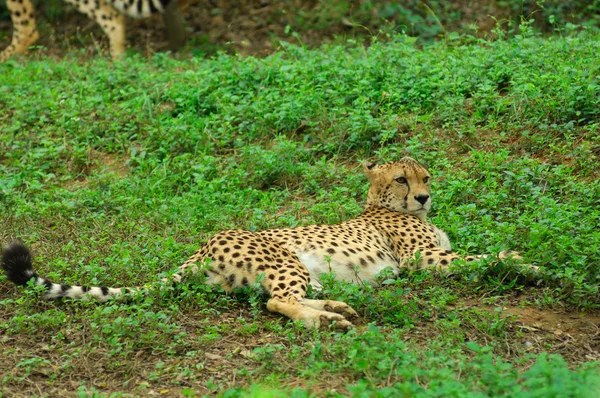 Repos léopard — Photo