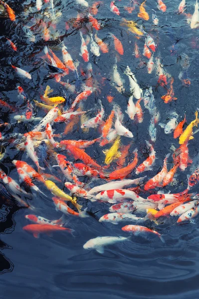 Рыбы красные и золотые — стоковое фото