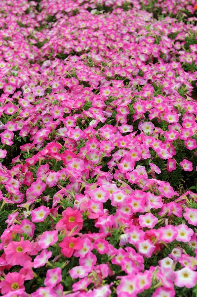 stock image Flowers