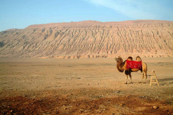 Imagem do camelo — Fotografia de Stock